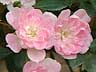 君は薔薇より美しい