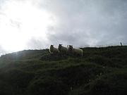 ���������ɤ˰ܽ���������