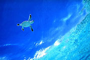 Sirena Dolphin's