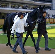 シルクダンディーの復帰を願う会