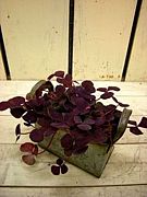 * Shabby & Junk × Plants *