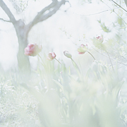 �ּ����ݲ֤��ۤ���