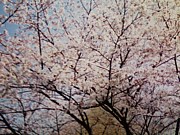 ���Ť��粬���ߤΤ���褷���ȡ�