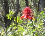 Australian Bush FlowerEssences