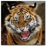 �ʤ����󲶤�POLO�Τ����ä�����