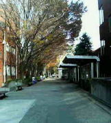 ���ݻ��粼��