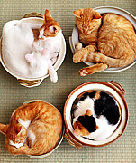 �а����ώ��Ў�������in�쳤��