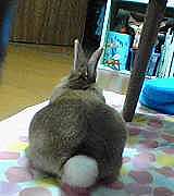 �ϡ��Ȥ��ܥ��ܥ�