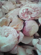 ������Ǥ����ʲ��ˡ�