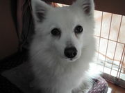 �ڰ������ƥ˥����Ҥޤ��󤫤�