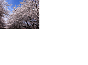 東京衛生学園専門学校 PD33