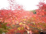 ���Ϥε���򴶤��ޤ��礦��