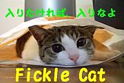 Fickle Cat