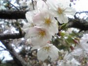 ָON饤
