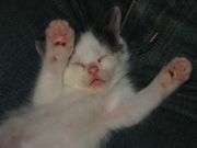 �ޤۤ��Ф��ä�