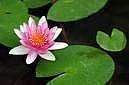 lilypad
