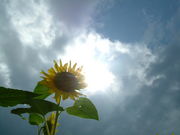 ��ʬ�ǻ��ä��̿���������