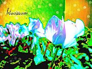 bloomore