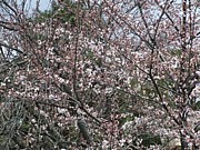 THE TUTUIKAI