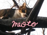 meoto