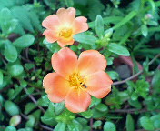 .+.��*�����ʳʎ���*��.+.