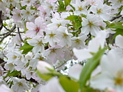 桜　開花状況