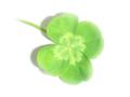 MAD CLOVER