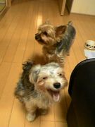 ペットなしでは駄目なんです・・