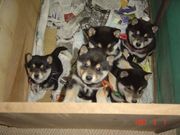 ��ͤΥ��ߥ�Ͼä���뱿̿����