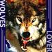 wolves†狼†lover