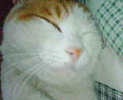 ǭ�Ρ֤����