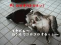 Ծ쾮عʿǯ