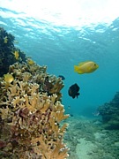 ������������Diving��ֽ����