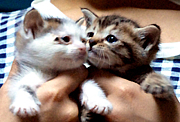 �Ĥ��ͤȤ狼���ǭ�⤢��
