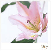 lilypulse