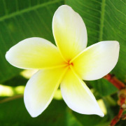 ե󥸥ѥˡfrangipani