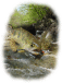 طοڼ