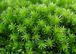 蘚苔類　- Bryophyte Moss 苔 -