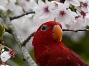 ヒインコ倶楽部