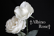 †Albino Rose†
