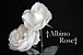 Albino Rose