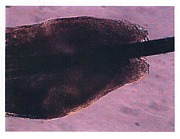 �������Ӻ��ϡ�