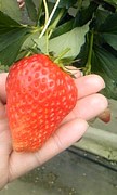 ���ƤޤǤ��餻�褦���