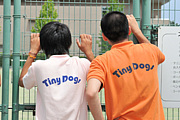 Tiny Dogs