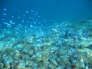 ฺ ฺVIVA ! OKINAWA