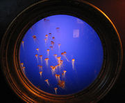 *Monterey Bay Aquarium*