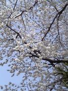 作「ＳＡＫＵＲＡ」