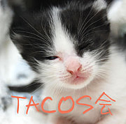 タコス会