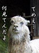 ����������ʥ��β�������̼�