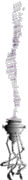 incense